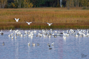 Oies des neiges (Anser caerulescens) dans le port de Gros-Cacouna au coucher de soleil, Cacouna, Canada