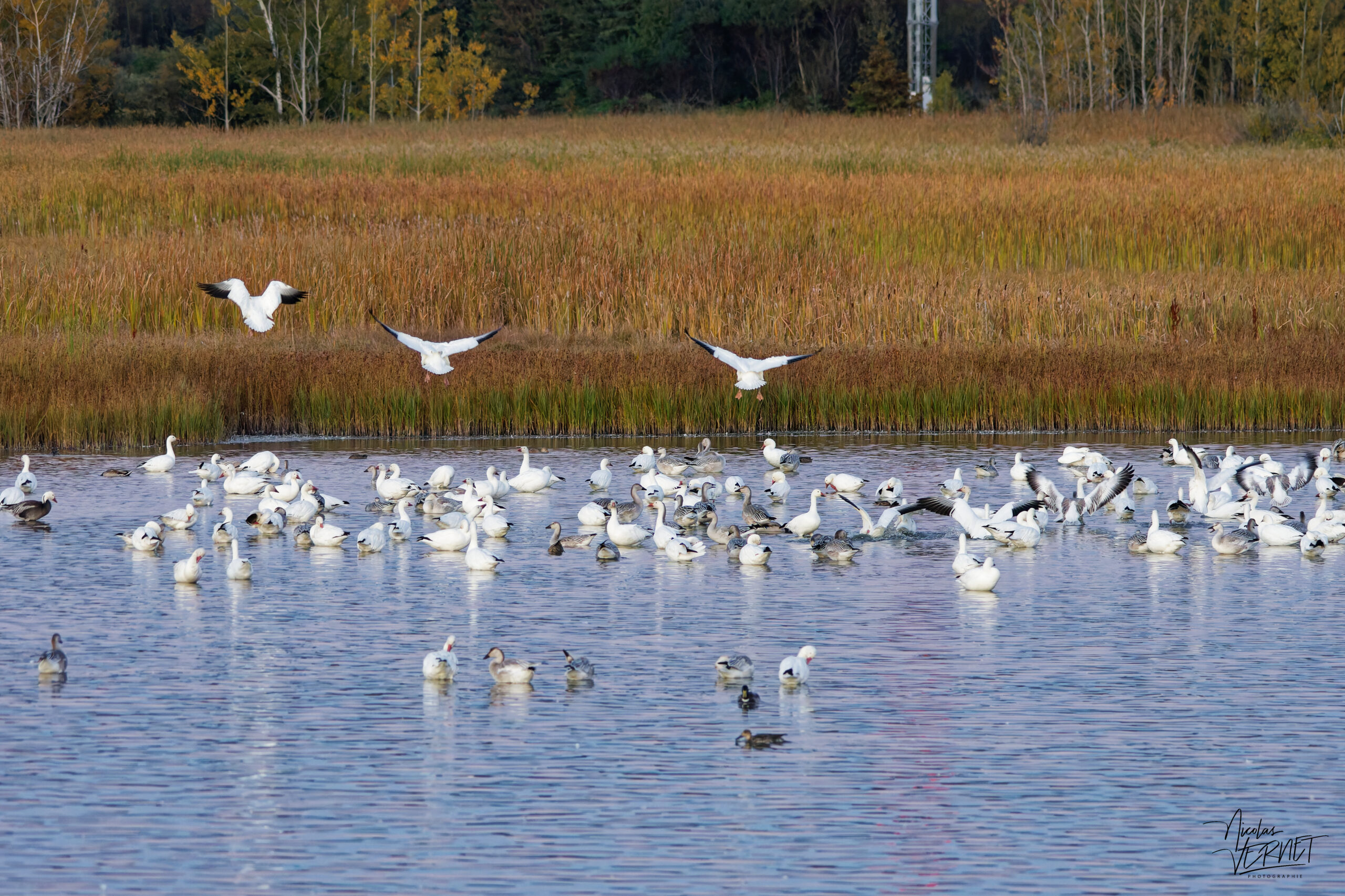 Oies des neiges (Anser caerulescens) dans le port de Gros-Cacouna au coucher de soleil, Cacouna, Canada