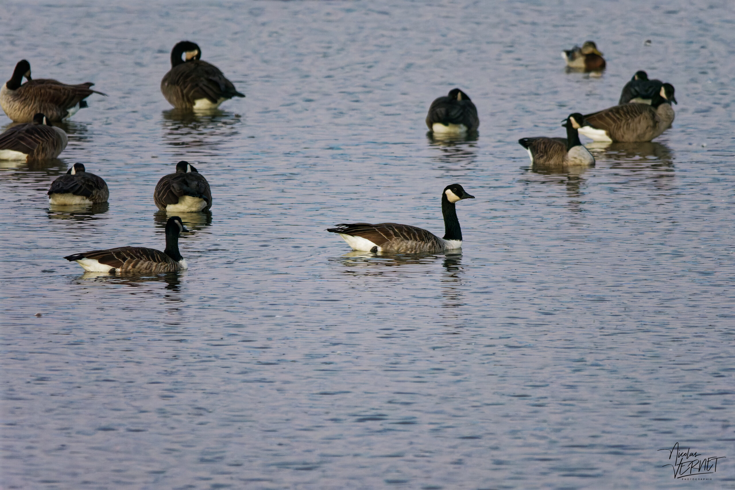 Bernaches du Canada (Branta canadensis) dans le port de Gros-Cacouna au coucher de soleil, Cacouna, Canada