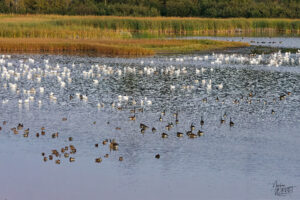 Oies des neiges (Anser caerulescens) et Bernaches du Canada (Branta canadensis) dans le port de Gros-Cacouna au coucher de soleil, Cacouna, Canada