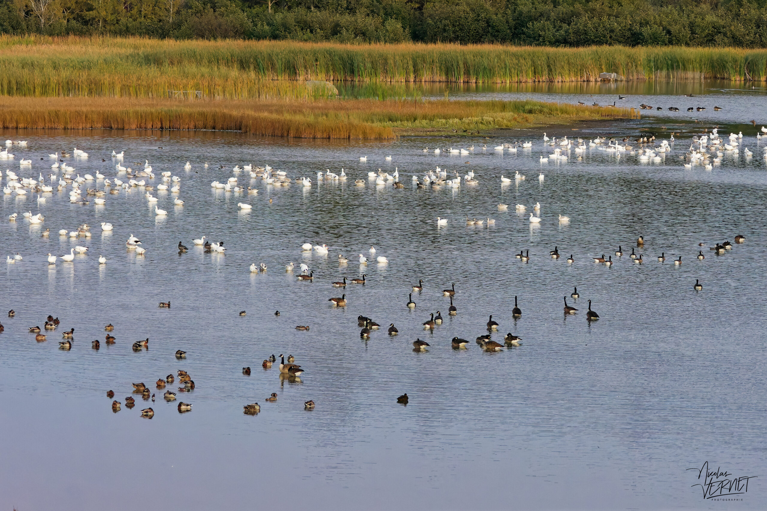 Oies des neiges (Anser caerulescens) et Bernaches du Canada (Branta canadensis) dans le port de Gros-Cacouna au coucher de soleil, Cacouna, Canada