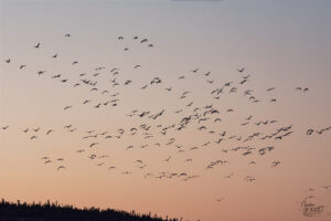 Oies des neiges (Anser caerulescens) dans le port de Gros-Cacouna au coucher de soleil, Cacouna, Canada