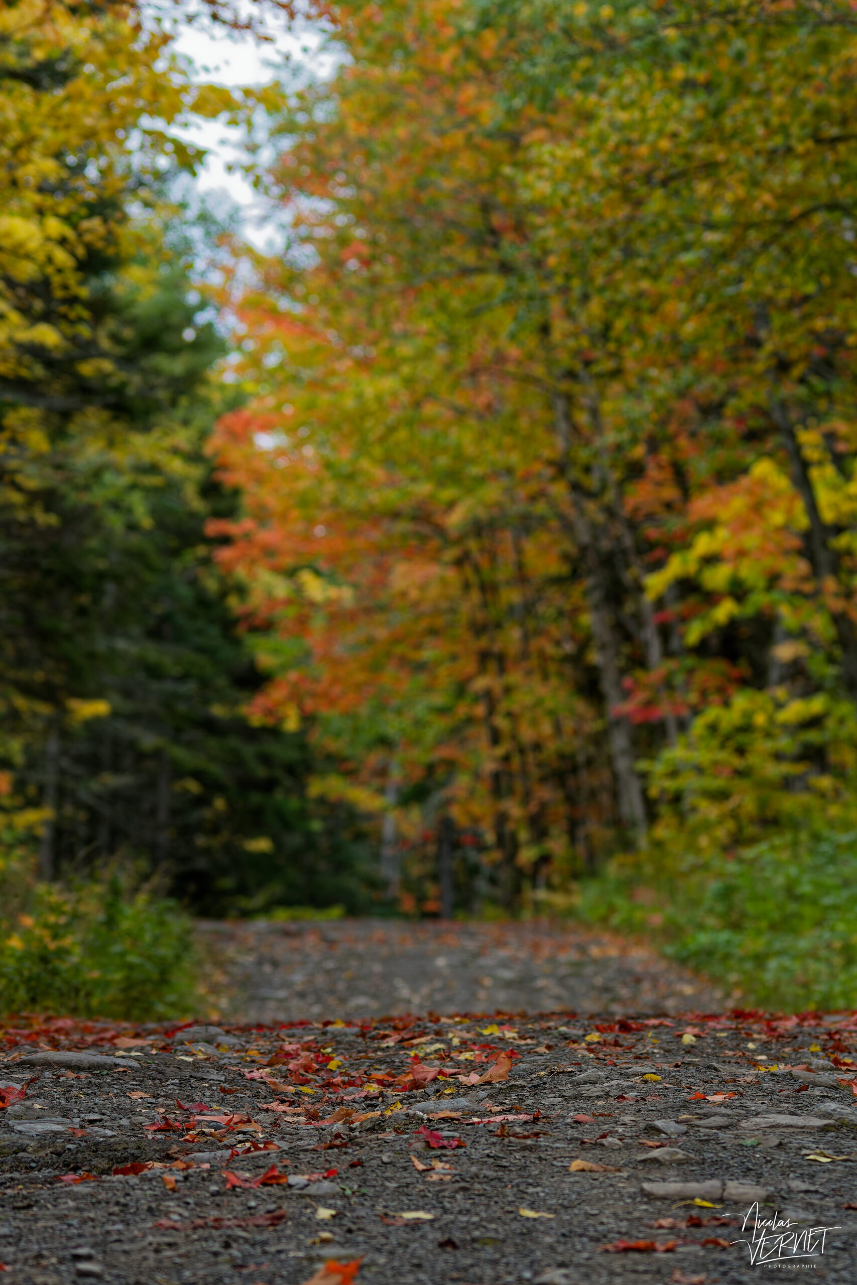 Chemin de randonnée du Pic Champlain à l'automne, parc national du Bic, Saint-Fabien, Canada