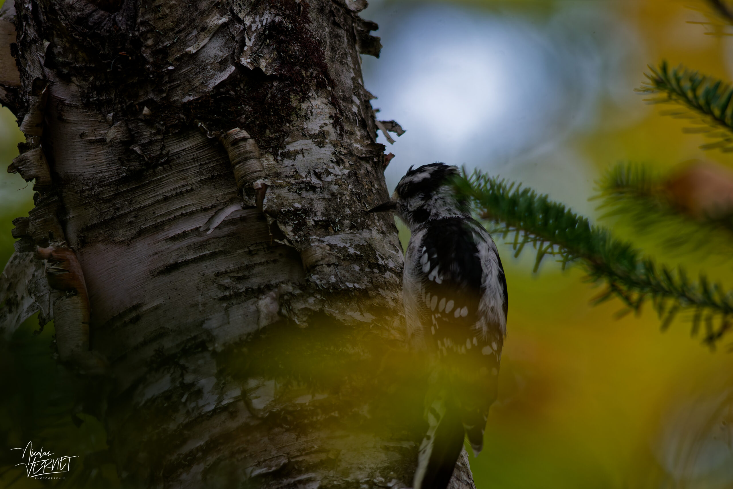 Pic mineur (Dryobates pubescens) sur un bouleau dans le parc national du Bic, Pic Champlain, Saint-Fabien, Canada