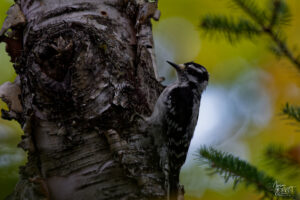 Pic mineur (Dryobates pubescens) sur un bouleau dans le parc national du Bic, Pic Champlain, Saint-Fabien, Canada