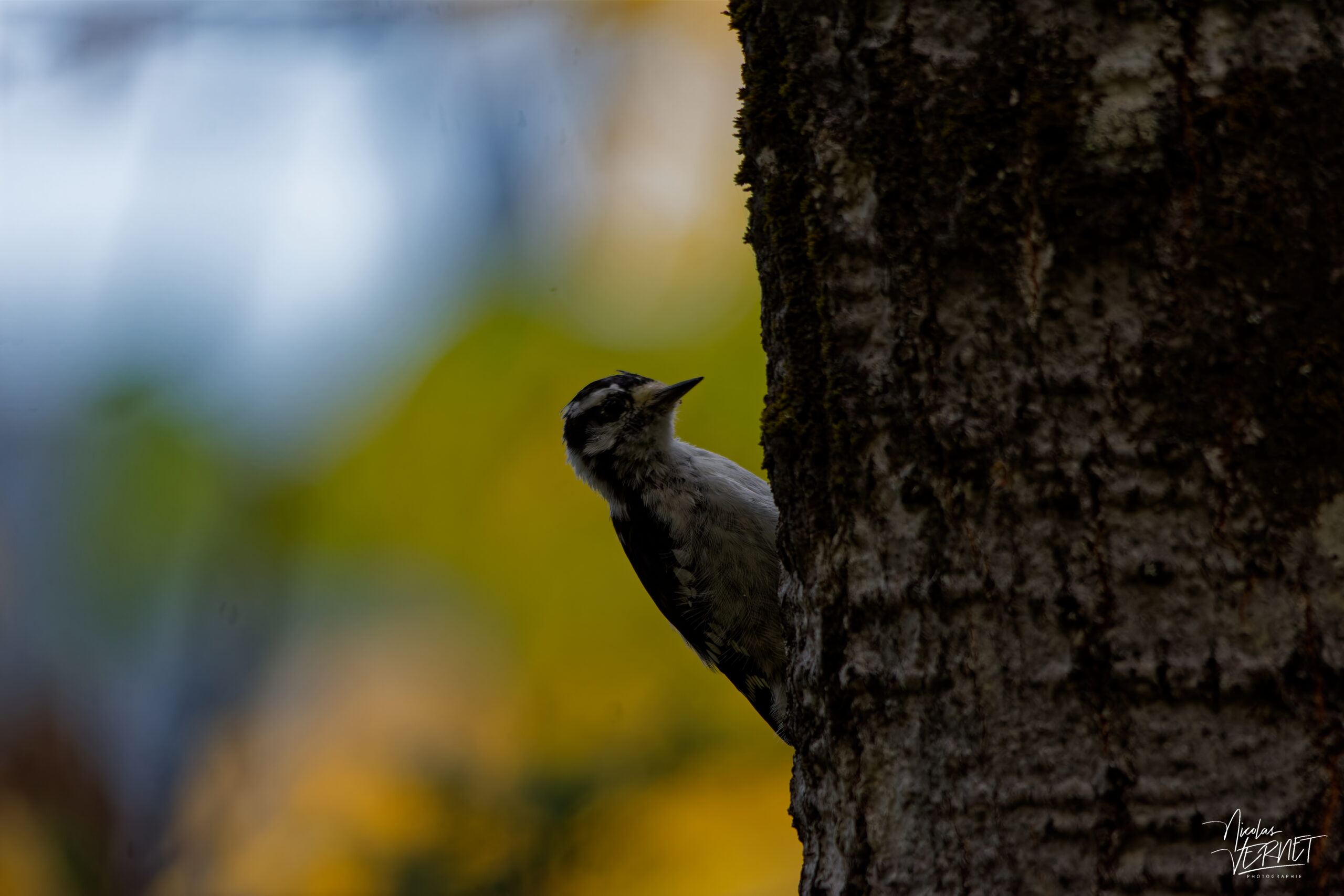Pic mineur (Dryobates pubescens) sur un bouleau dans le parc national du Bic, Pic Champlain, Saint-Fabien, Canada