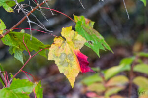 Feuille d'érable (Acer rubrum) changeant de couleur à l'automne, Pic Champlain, parc national du Bic, Saint-Fabien, Canada