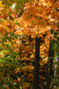 Feuillage orangé d'un érable rouge (Acer rubrum) à l'automne, Pic Champlain, parc national du Bic, Saint-Fabien, Canada