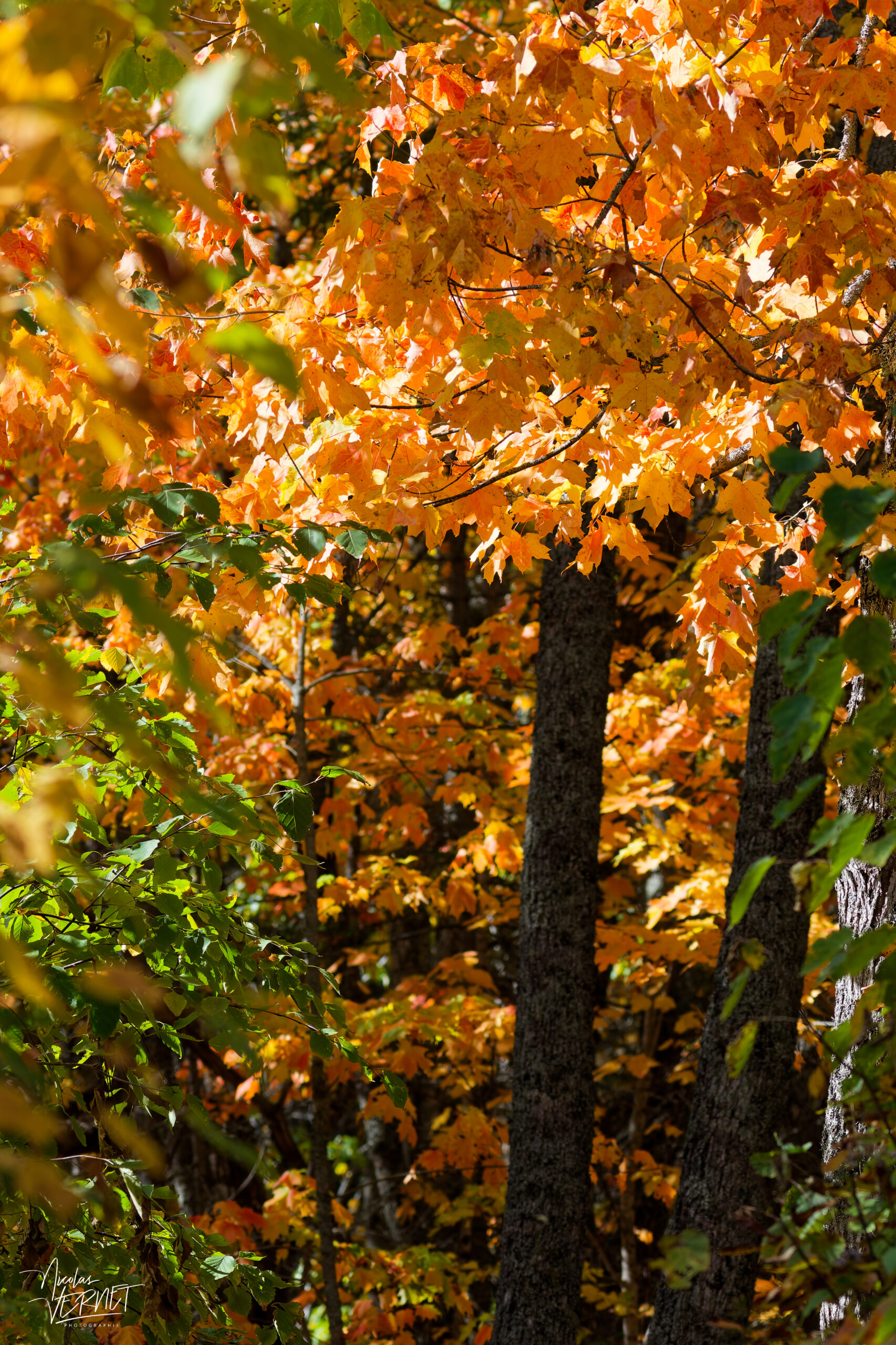 Feuillage orangé d'un érable rouge (Acer rubrum) à l'automne, Pic Champlain, parc national du Bic, Saint-Fabien, Canada