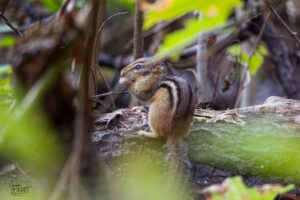 Tamia rayé (Tamias striatus) sur un tronc, Pic Champlain, parc national du Bic, Saint-Fabien, Canada