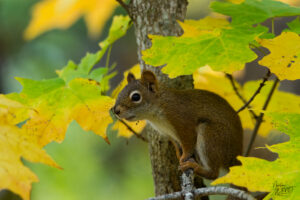 Écureuil roux d'Amérique (Tamiasciurus hudsonicus) perché dans un érable à l'automne, Pic Champlain, parc national du Bic, Saint-Fabien, Canada