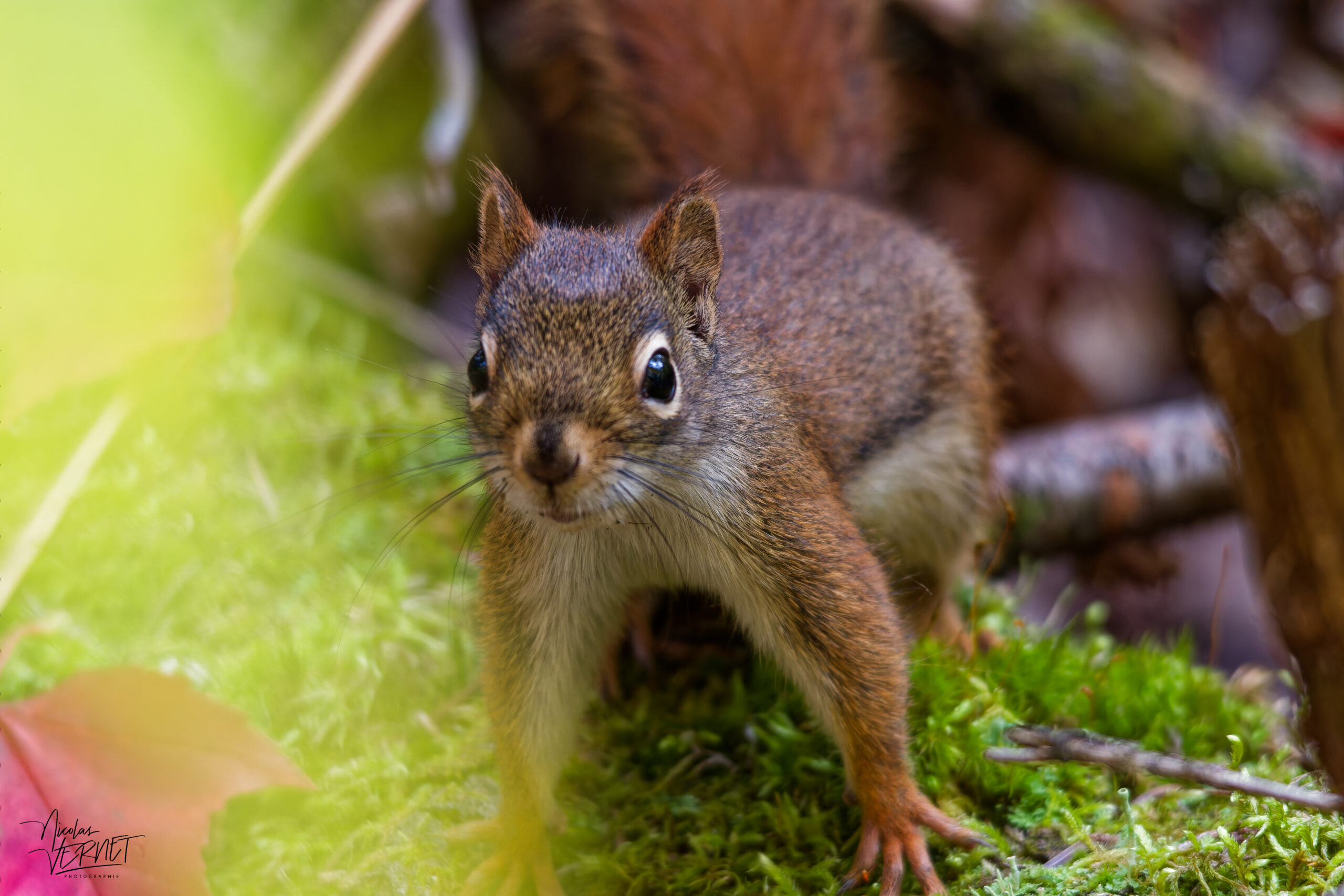 Écureuil roux d'Amérique (Tamiasciurus hudsonicus), Pic Champlain, parc national du Bic, Saint-Fabien, Canada