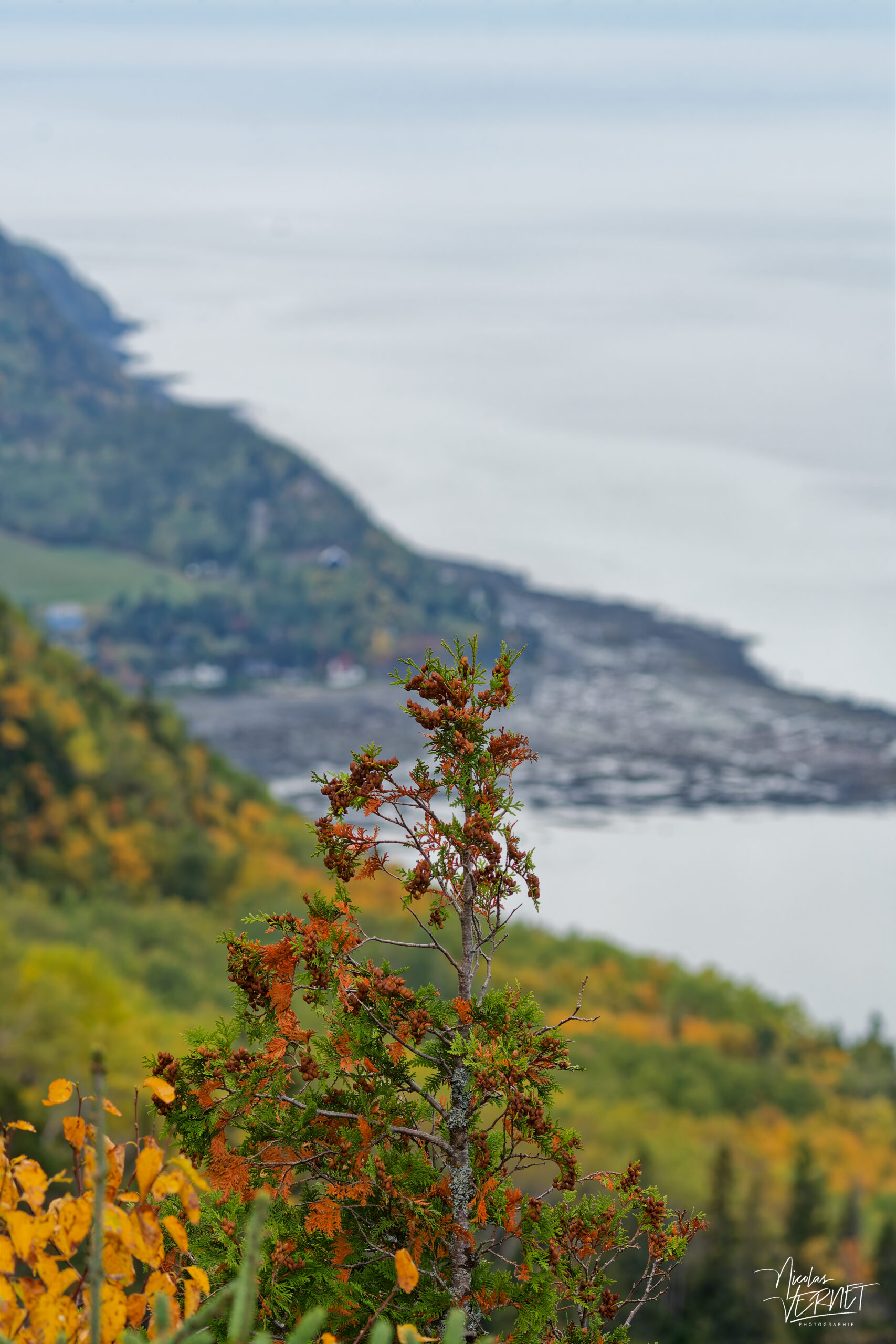 Vue depuis le belvédère du Pic Champlain à l'automne, parc national du Bic, Saint-Fabien, Canada