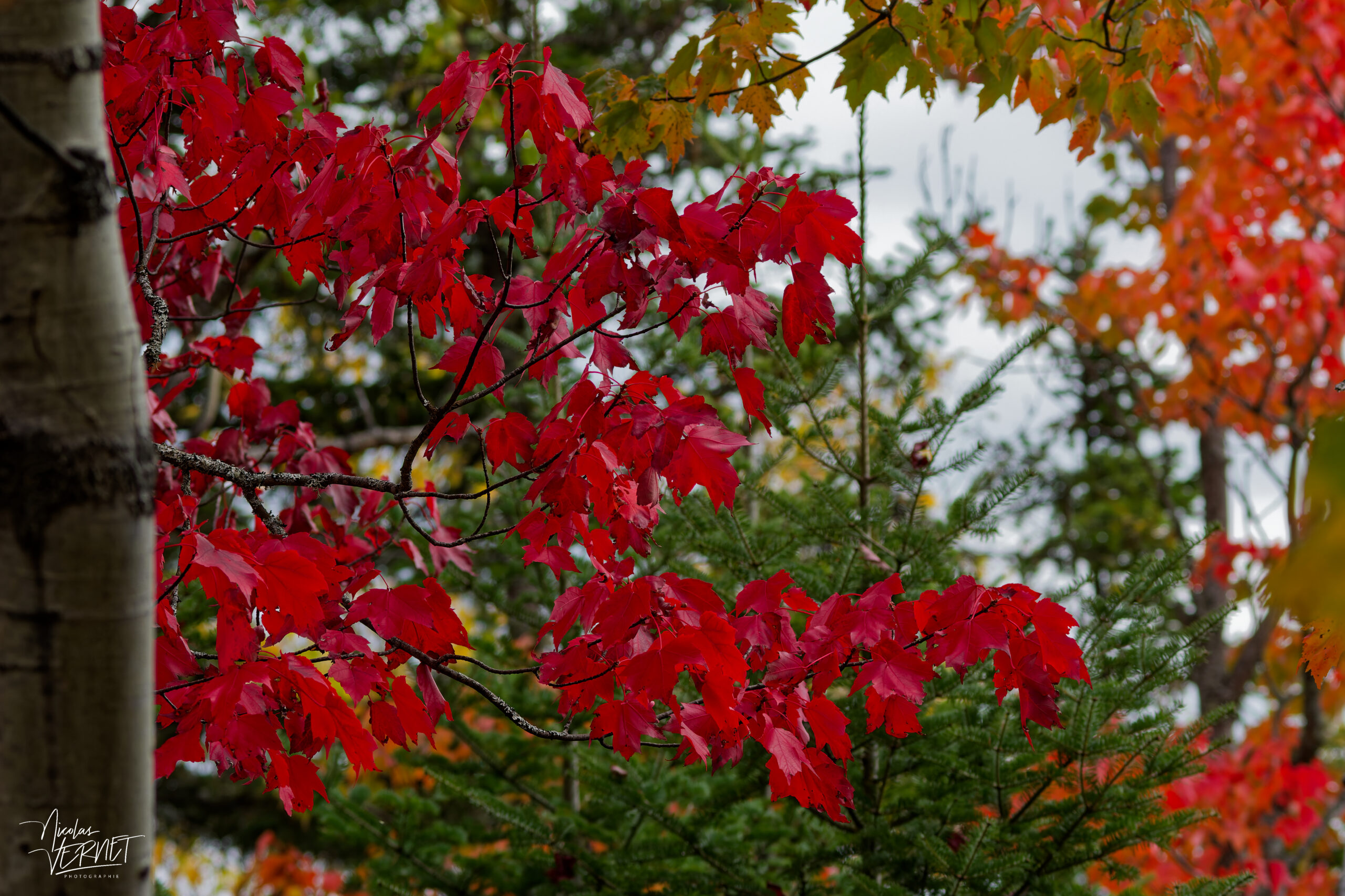 Érable rouge (Acer rubrum) à l'automne, Pic Champlain, parc national du Bic, Saint-Fabien, Canada