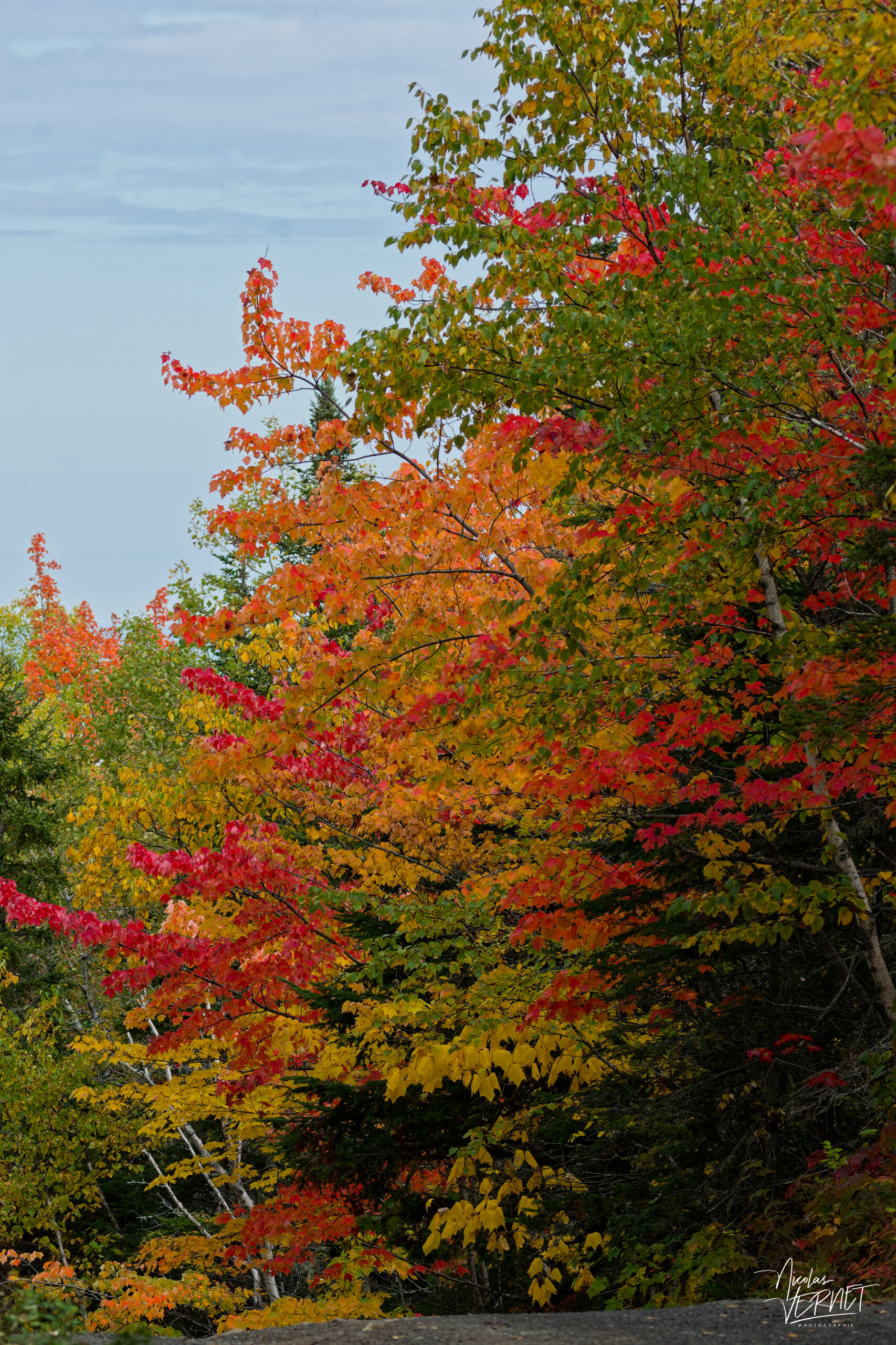 Couleurs d'automne sur le chemin de randonnée du Pic Champlain, parc national du Bic, Saint-Fabien, Canada