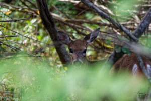 Cerf de Virginie femelle (Odocoileus virginianus) dans les bois, parc national du Bic, Rimouski, Canada
