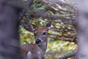 Cerf de Virginie femelle (Odocoileus virginianus) dans les bois, parc national du Bic, Rimouski, Canada