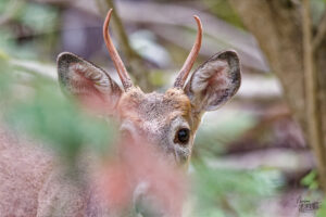 Jeune Cerf de Virginie mâle (Odocoileus virginianus) dans les bois, parc national du Bic, Rimouski, Canada