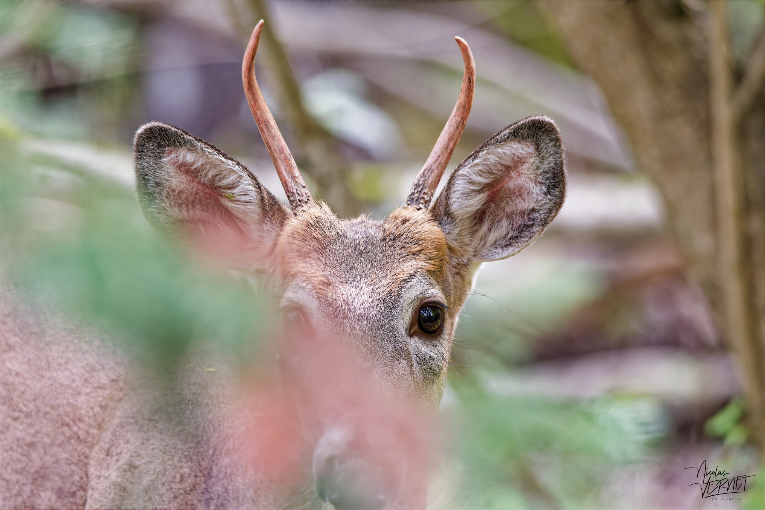 Jeune Cerf de Virginie mâle (Odocoileus virginianus) dans les bois, parc national du Bic, Rimouski, Canada