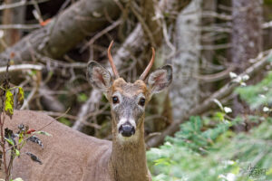 Jeune Cerf de Virginie mâle (Odocoileus virginianus) dans les bois, parc national du Bic, Rimouski, Canada