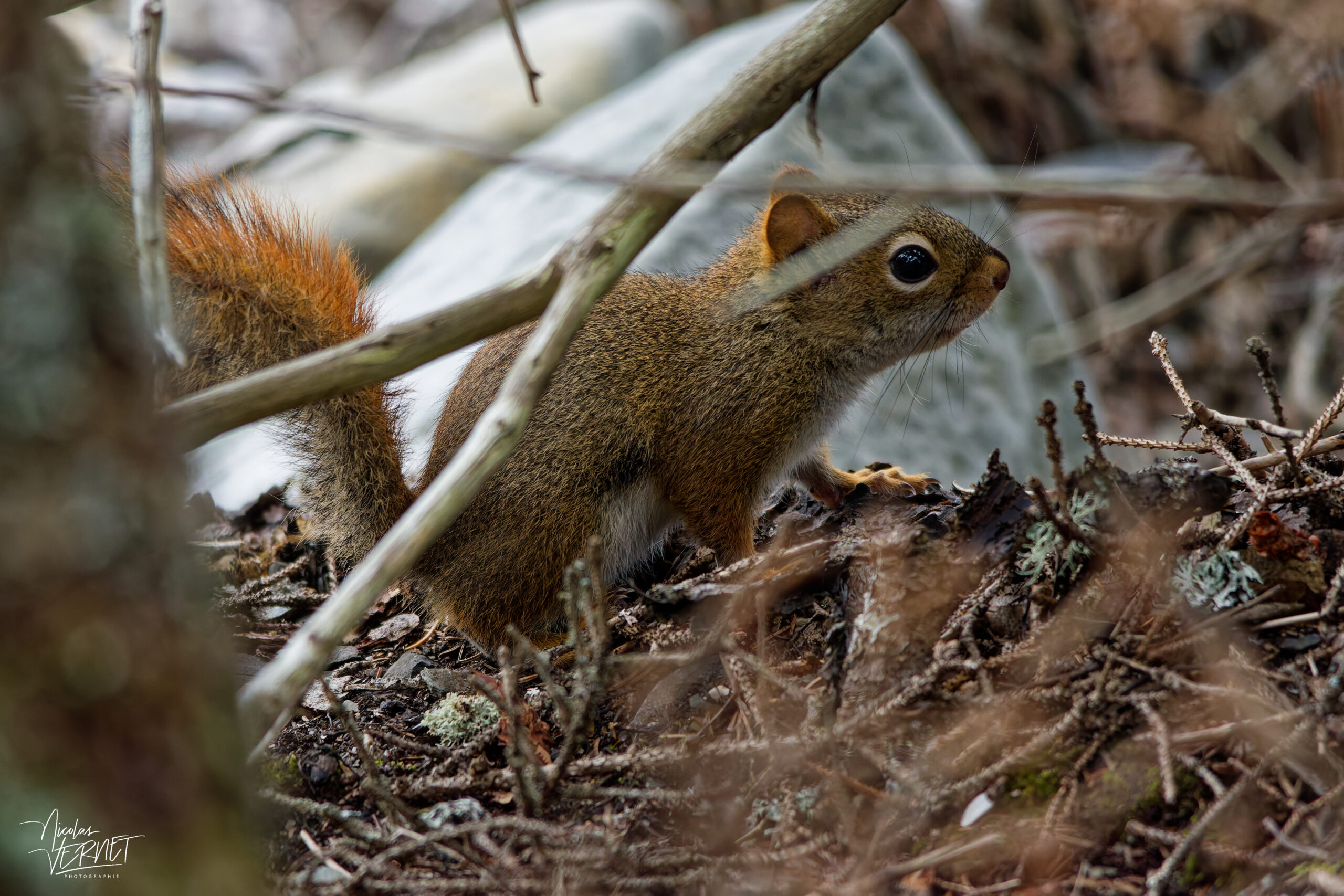Écureuil roux d'Amérique (Tamiasciurus hudsonicus), parc national du Bic, Rimouski, Canada