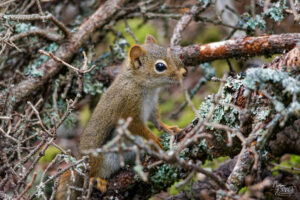 Écureuil roux d'Amérique (Tamiasciurus hudsonicus), parc national du Bic, Rimouski, Canada