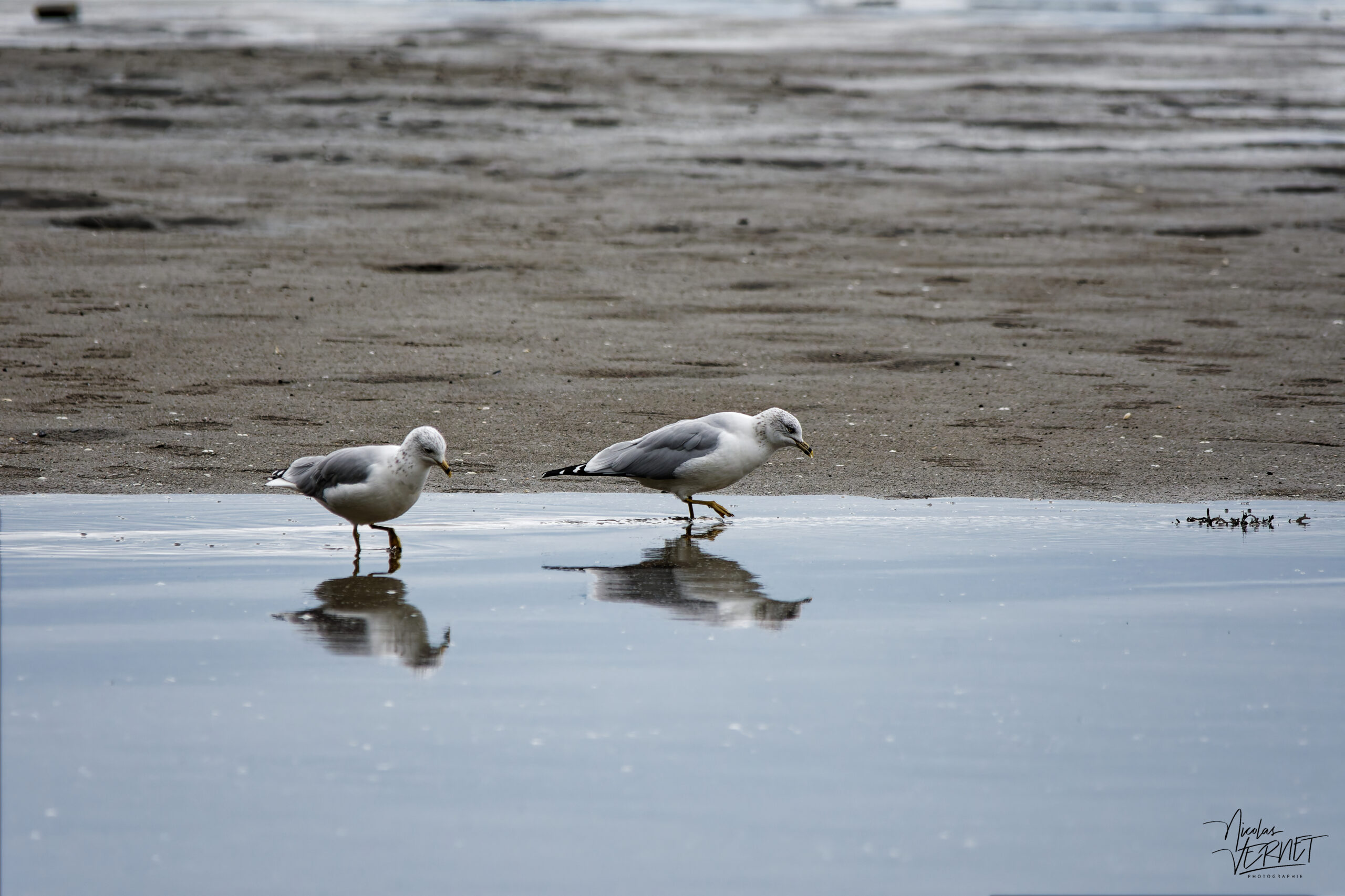 Goélands à bec cerclé (Larus delawarensis) à marrée basse dans l'Anse aux Bouleaux-Ouest, parc national du Bic, Rimouski, Canada
