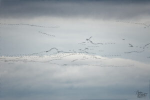 Vol de migration d'oies des neiges (Anser caerulescens), Val-Brillant, Canada
