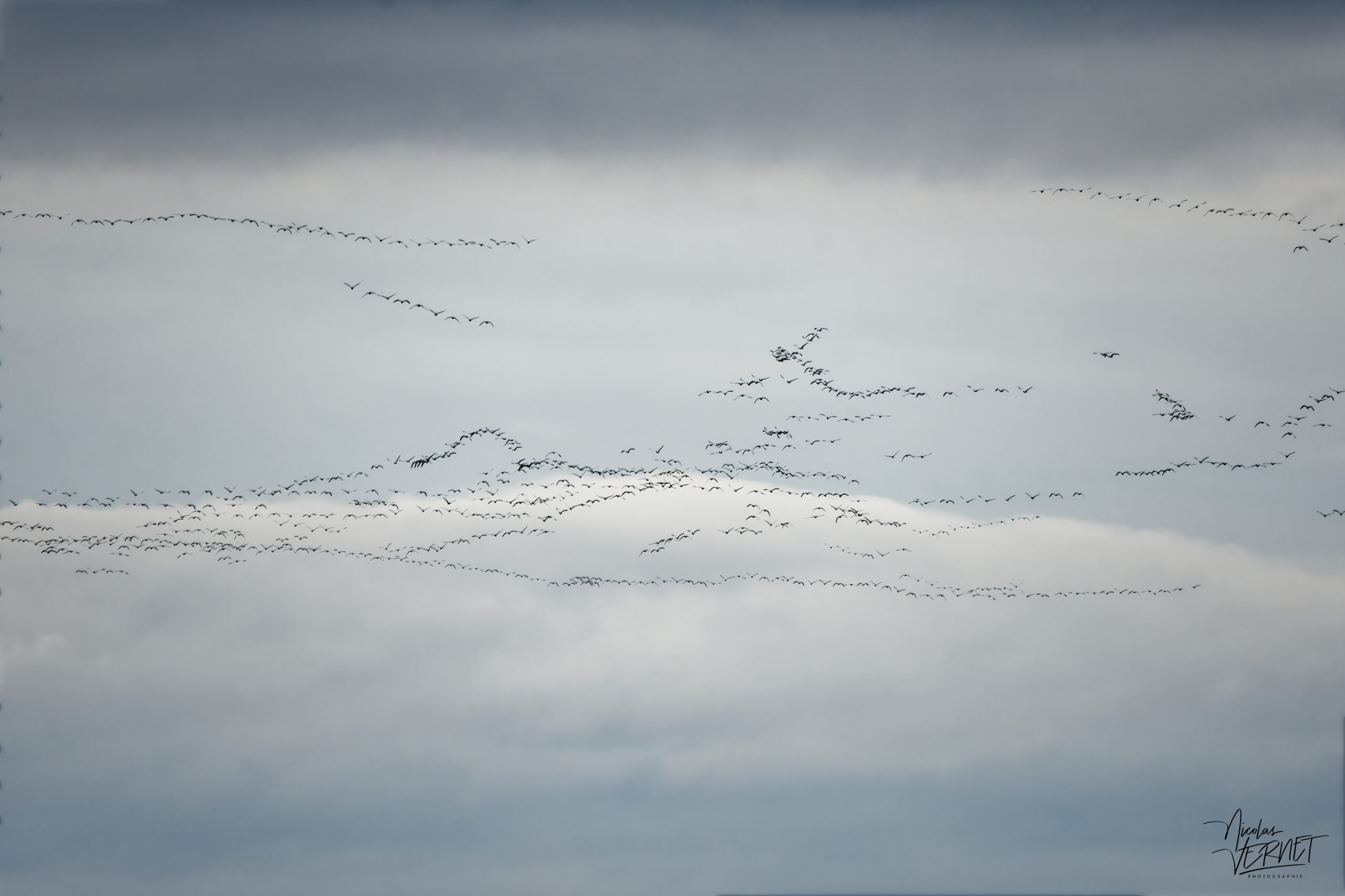 Vol de migration d'oies des neiges (Anser caerulescens), Val-Brillant, Canada