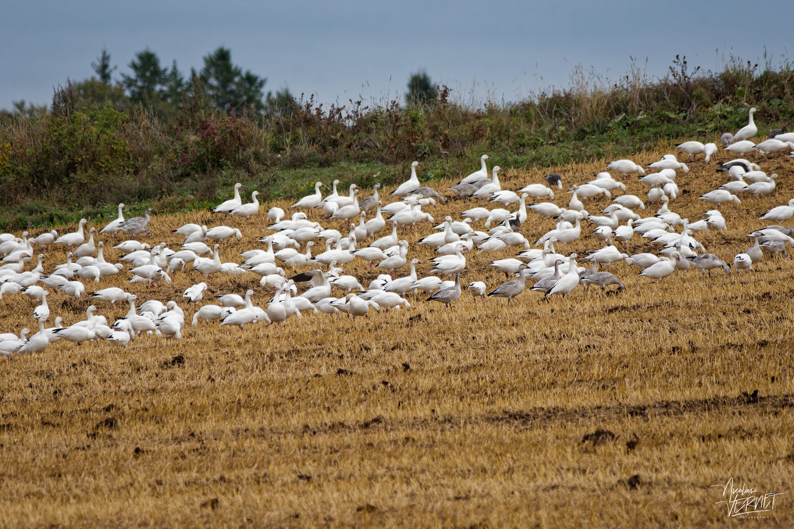 Rassemblement d'oies des neiges (Anser caerulescens) dans un champs, Val-Brillant, Canada