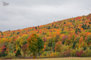 Couleurs d'automne sur une colline, Amqui, Canada