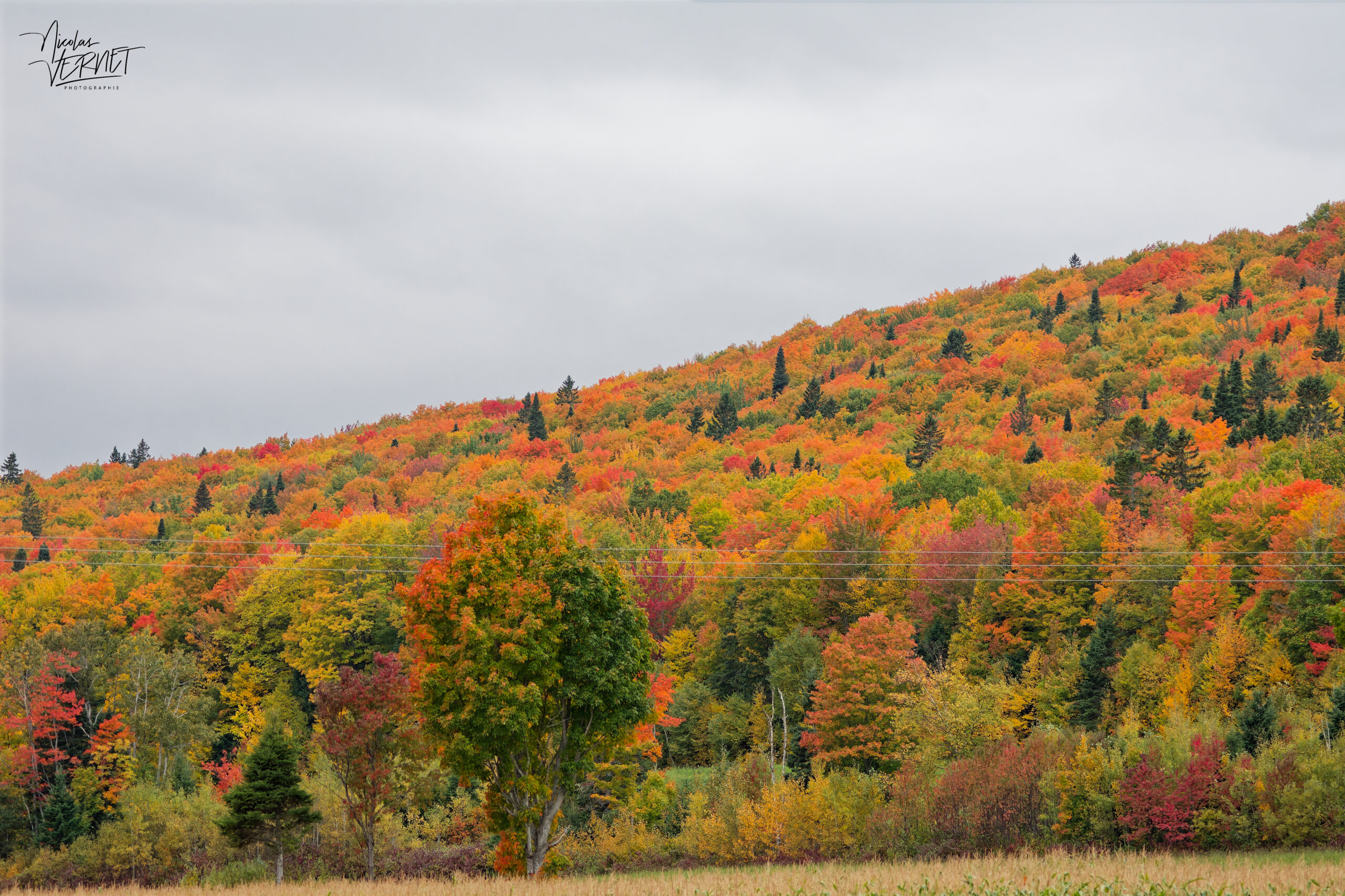 Couleurs d'automne sur une colline, Amqui, Canada