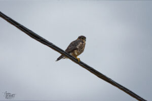 Faucon émerillon (Falco columbarius) perché sur un câble, Amqui, Canada