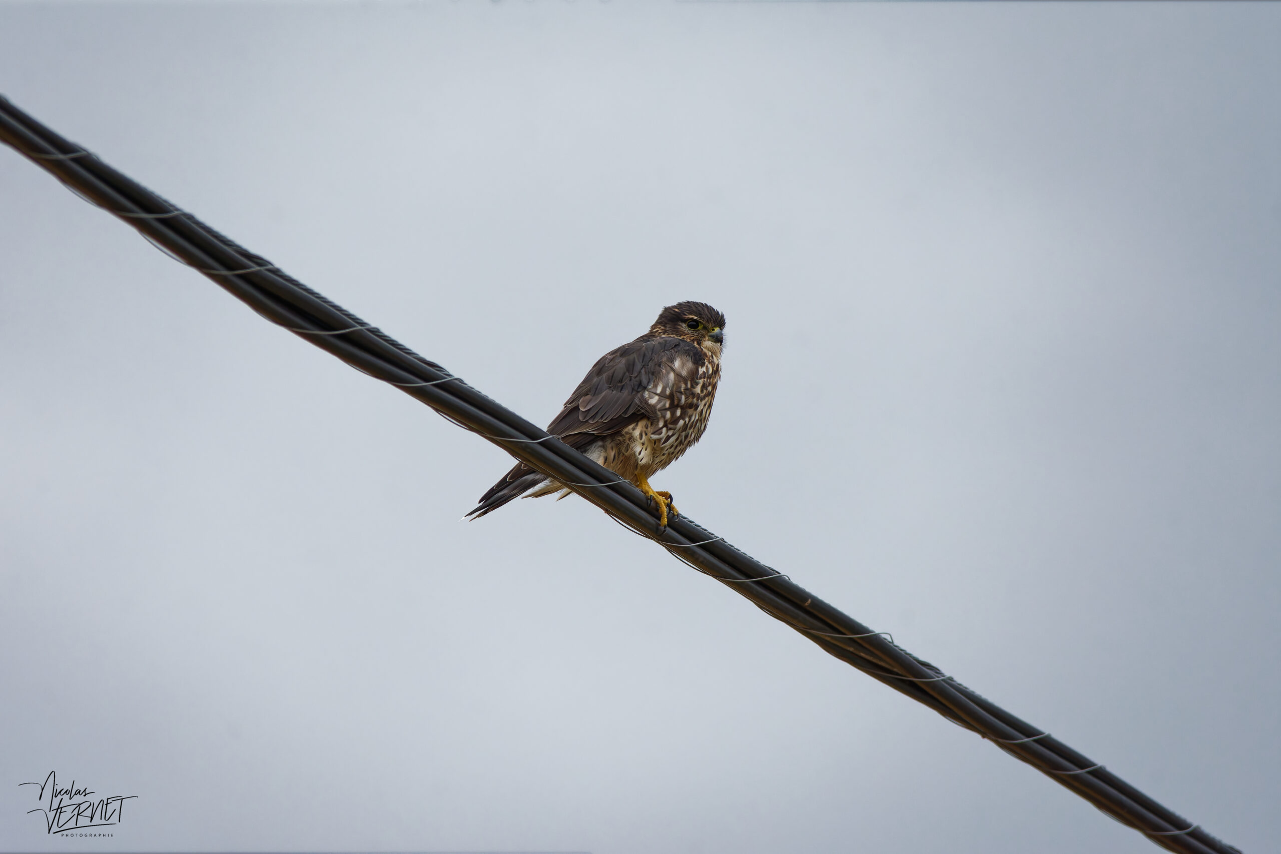 Faucon émerillon (Falco columbarius) perché sur un câble, Amqui, Canada