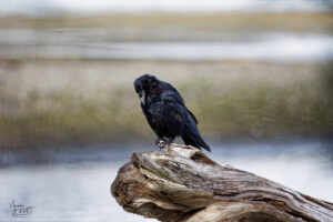Grand Corbeau (Corvus corax) perché sur une souche de bois flotté, parc de la Pointe Taylor, New Richmond, Canada