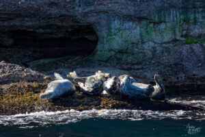 Phoques gris (Halichoerus grypus) se prélassant sur un rocher, Île Bonaventure, Percé, Canada