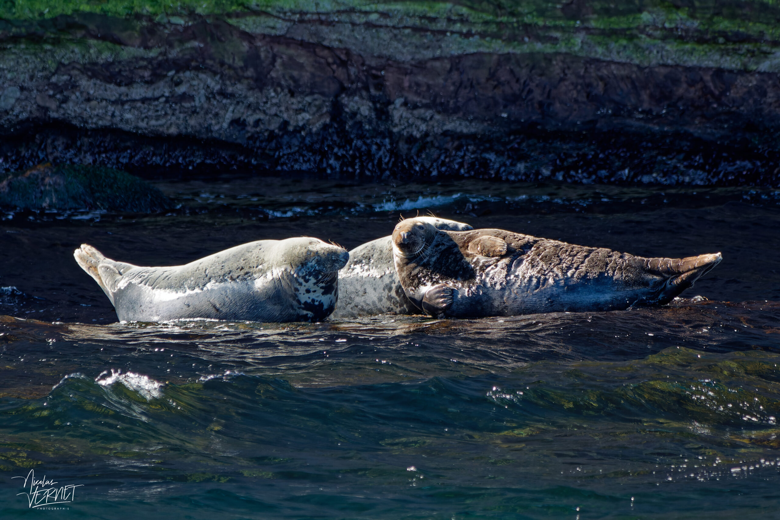 Phoques gris (Halichoerus grypus) se prélassant sur un rocher, Île Bonaventure, Percé, Canada