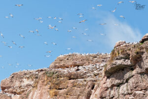 Colonie de fous de Bassan (Morus bassanus) sur les falaises de l'Île Bonaventure, Percé, Canada