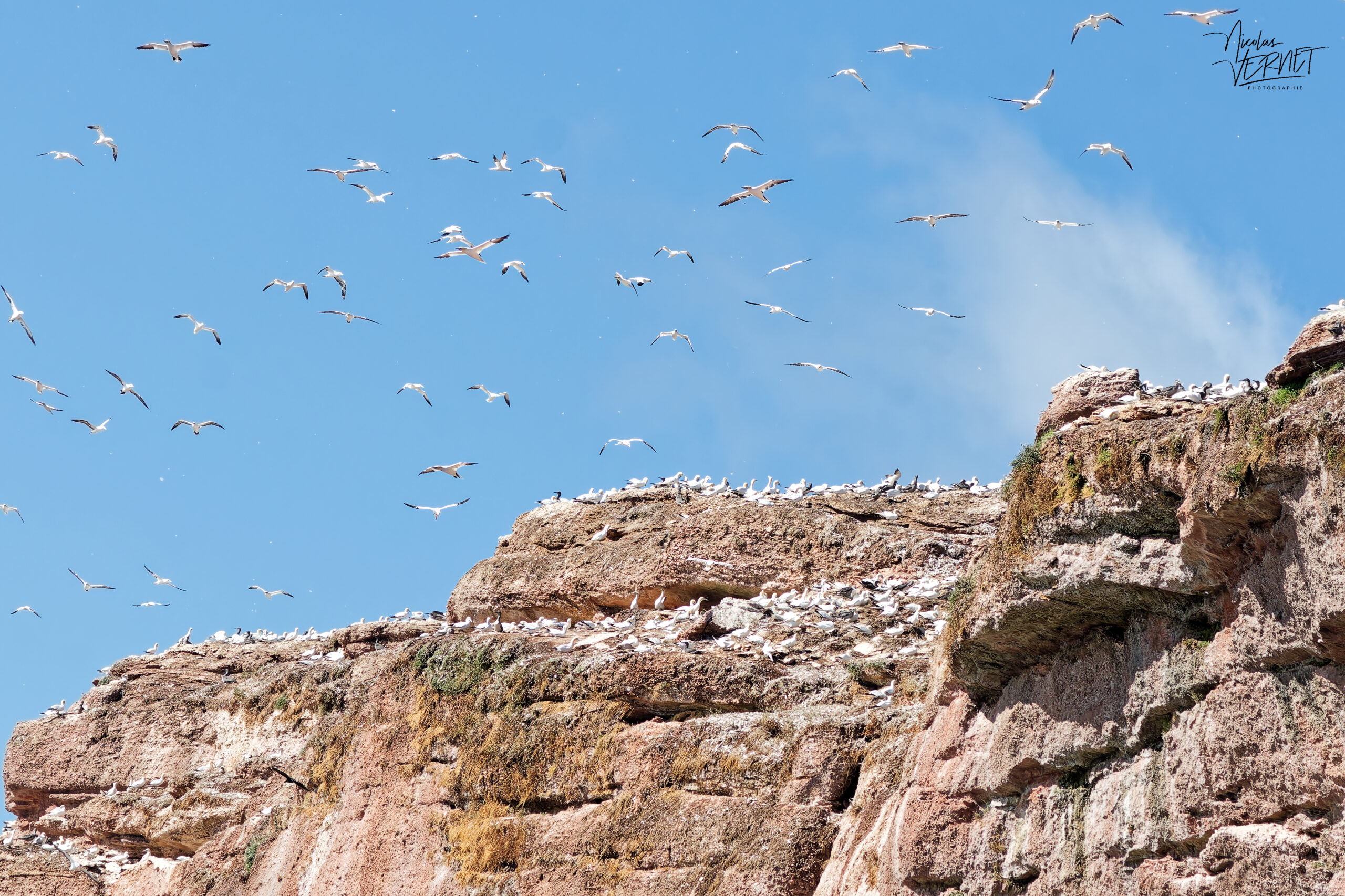 Colonie de fous de Bassan (Morus bassanus) sur les falaises de l'Île Bonaventure, Percé, Canada