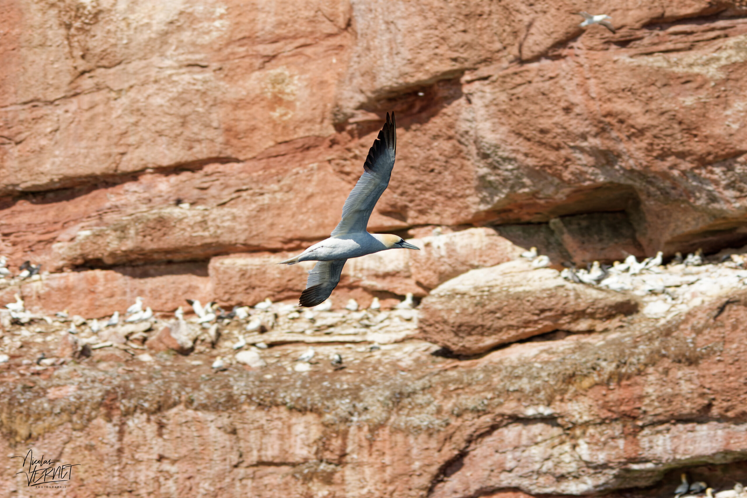 Fous de Bassan (Morus bassanus) sur les falaises de l'Île Bonaventure, Percé, Canada