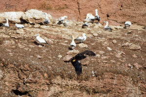 Pygargue à tête blanche juvénile (Haliaeetus leucocephalus) survolant les fous de Bassan, Île Bonaventure, Percé, Canada