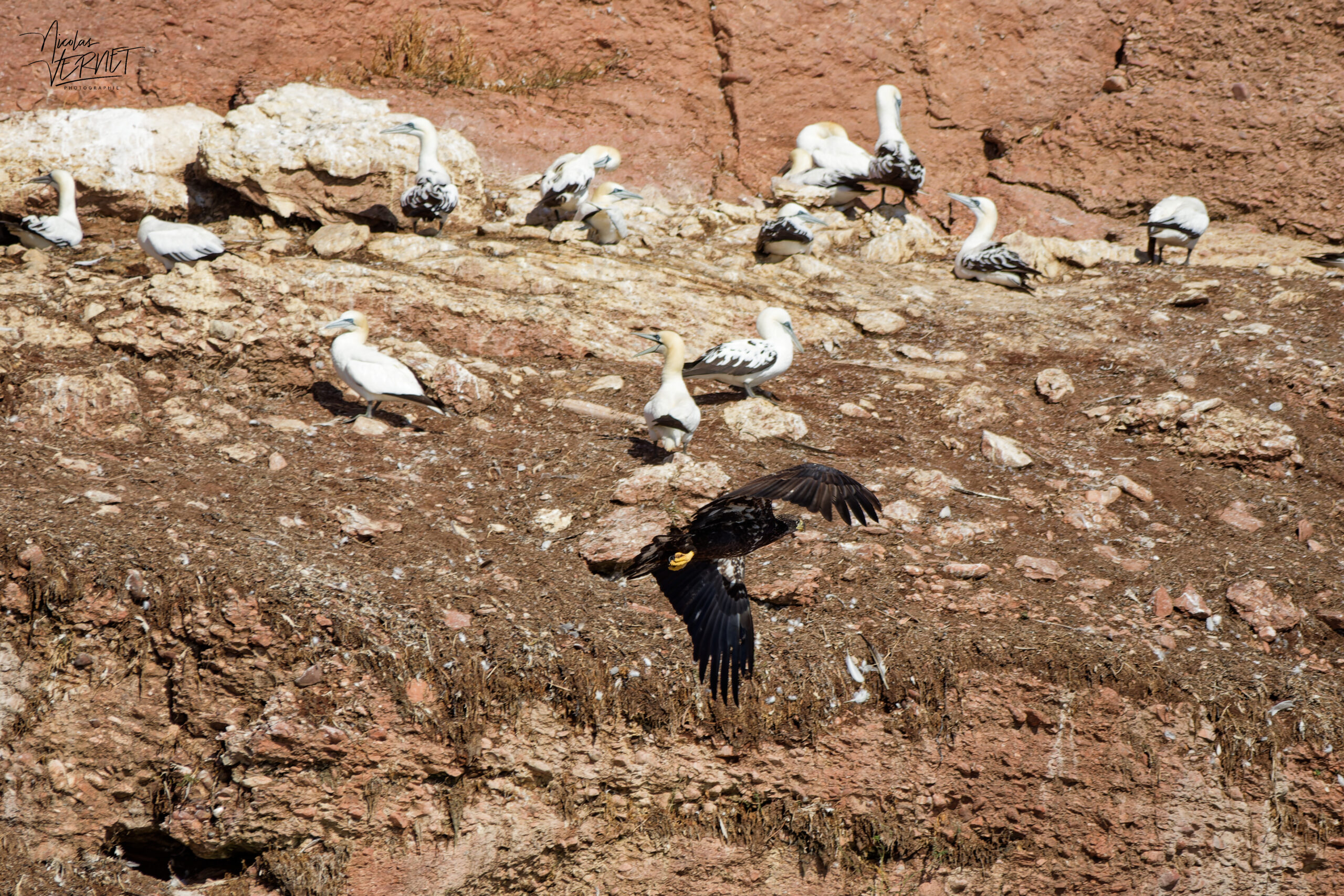Pygargue à tête blanche juvénile (Haliaeetus leucocephalus) survolant les fous de Bassan, Île Bonaventure, Percé, Canada
