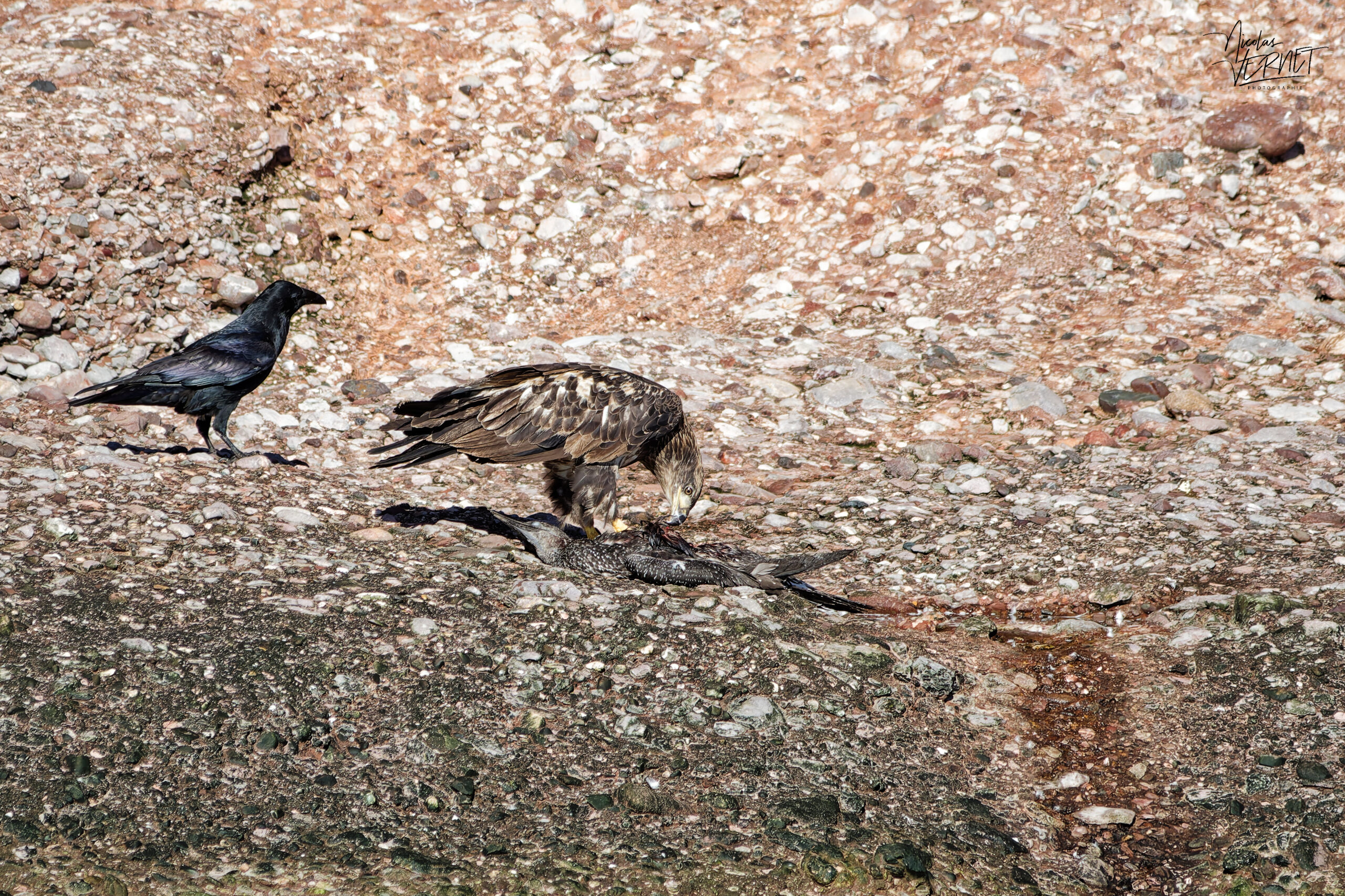 Pygargue à tête blanche juvénile (Haliaeetus leucocephalus) et grand corbeau mangeant une carcasse d'un fou de Bassan juvénile, Île Bonaventure, Percé, Canada