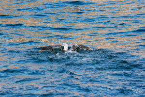 Fou de Bassan juvénile (Morus bassanus) sur l'eau, Île Bonaventure, Percé, Canada