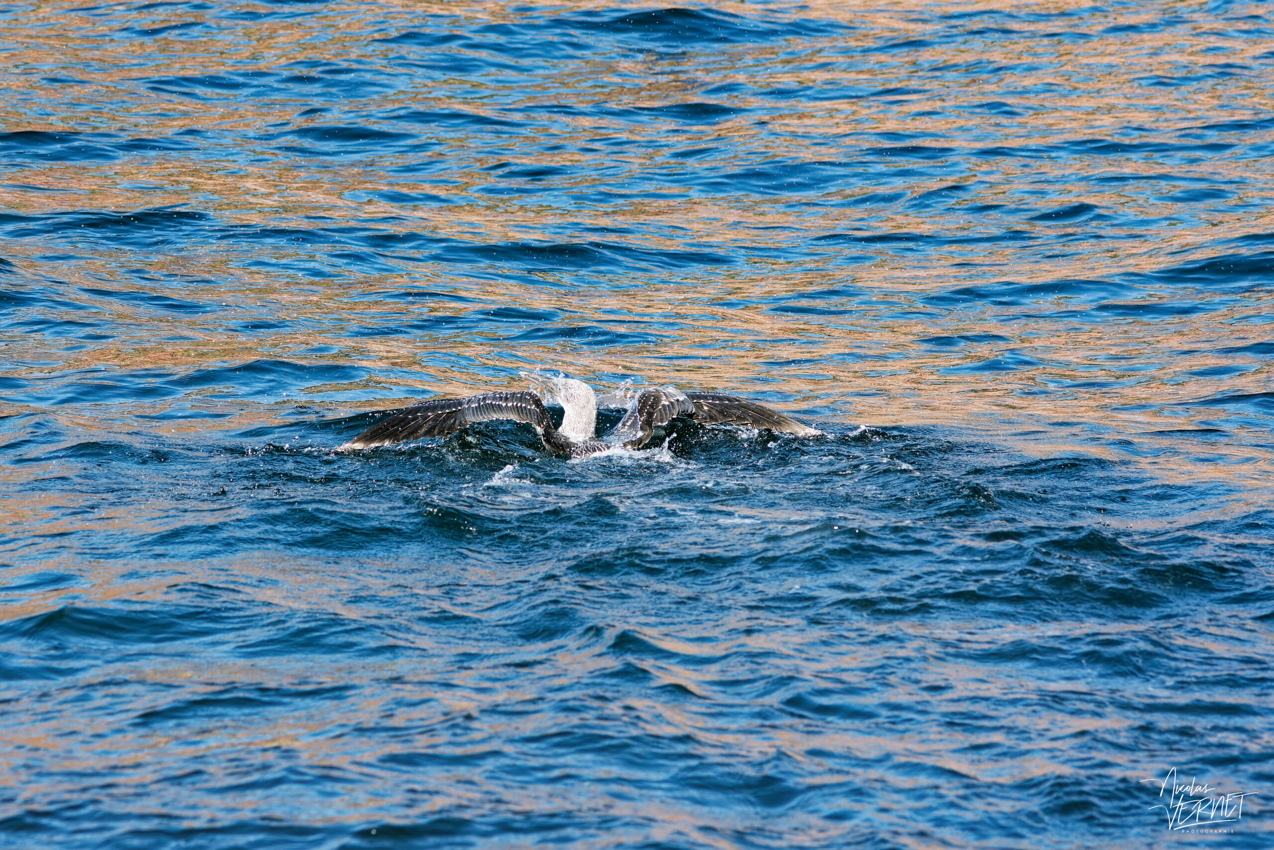 Fou de Bassan juvénile (Morus bassanus) sur l'eau, Île Bonaventure, Percé, Canada