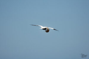 Fou de Bassan (Morus bassanus) en vol transportant des matériaux de nidification, Île Bonaventure, Percé, Canada