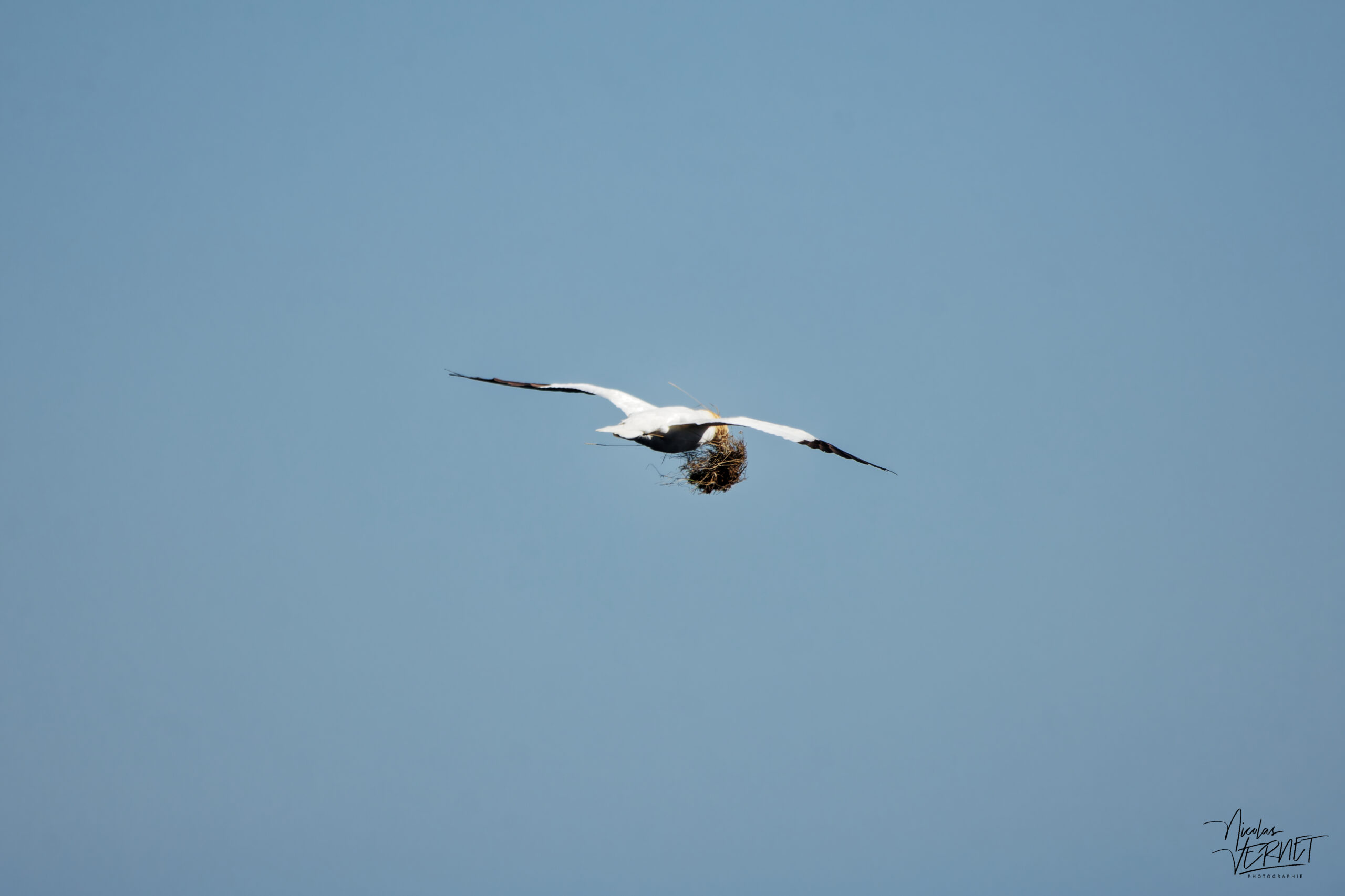 Fou de Bassan (Morus bassanus) en vol transportant des matériaux de nidification, Île Bonaventure, Percé, Canada