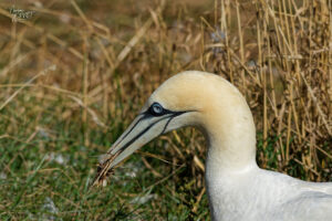 Fou de Bassan (Morus bassanus) récoltant des matériaux, Île Bonaventure, Percé, Canada