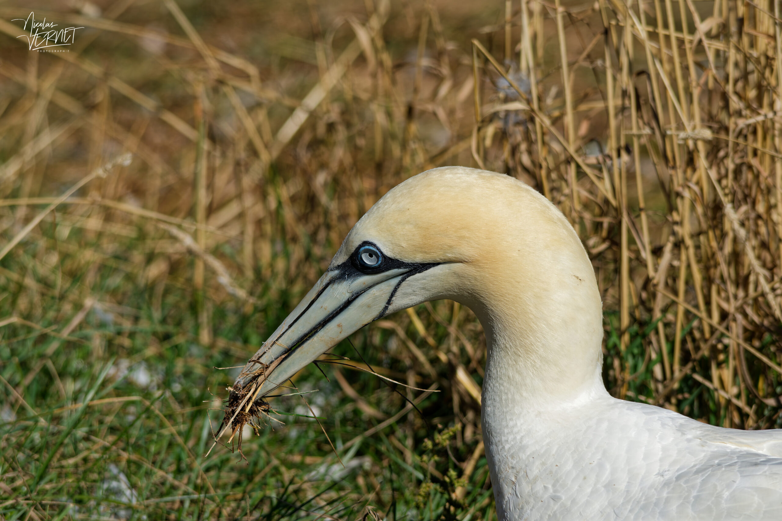 Fou de Bassan (Morus bassanus) récoltant des matériaux, Île Bonaventure, Percé, Canada