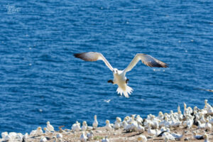 Fou de Bassan (Morus bassanus) arrivant de face pour l'atterrissage, Île Bonaventure, Percé, Canada